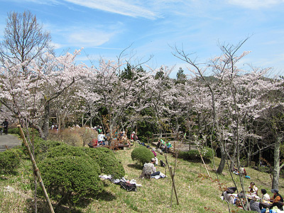 桜の苑開園