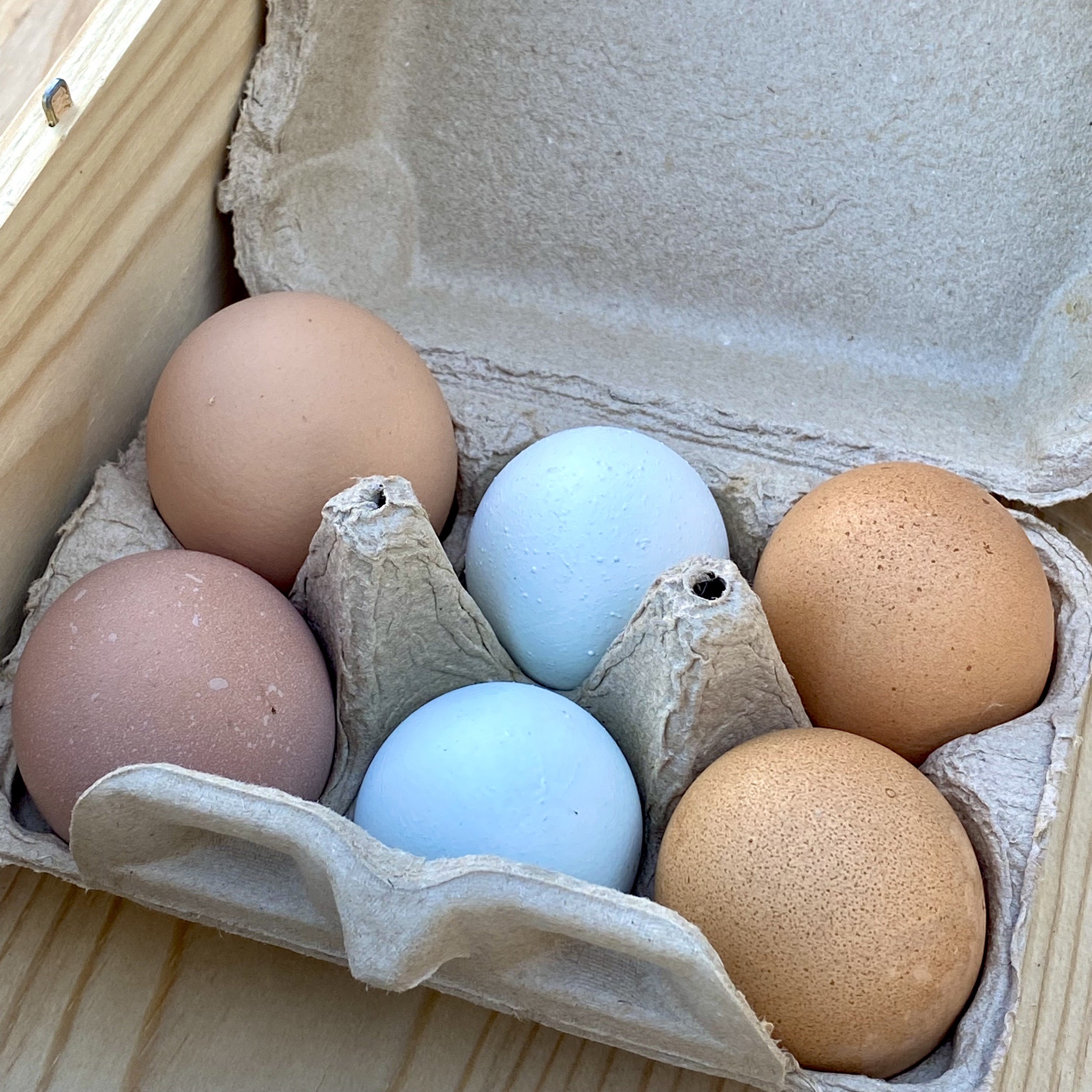 清阪terraceの自然卵